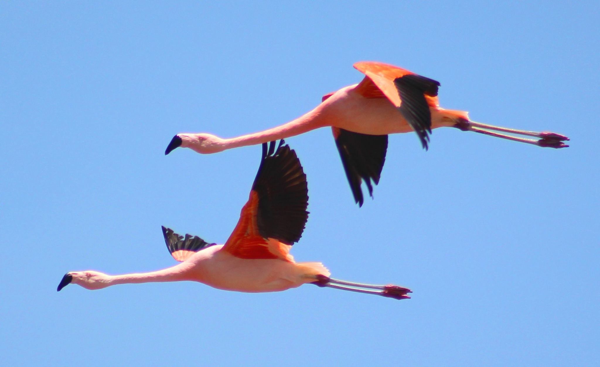 registro-de-aves-no-parque-estadual-da-costa-do-sol-credito-da-foto-grupo-de-observadores-de-aves-da-regiao-dos-lagos-uva-5