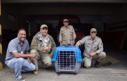Primata é resgatado por equipe do Parque Estadual do Desengano