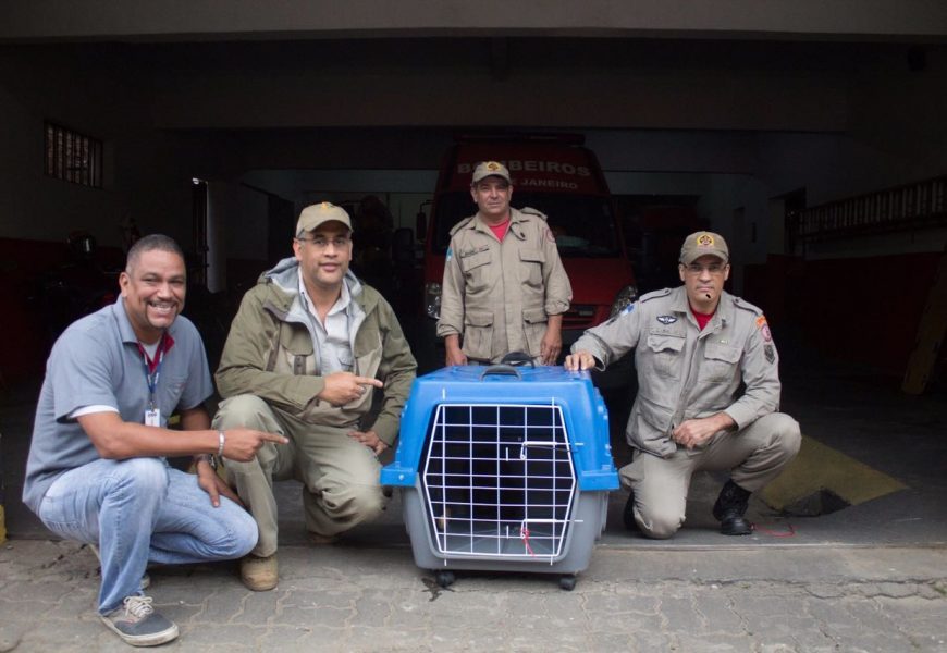 Primata é resgatado por equipe do Parque Estadual do Desengano