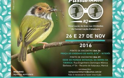 “Vem Passarinhar”: Parque Estadual da Serra da Tiririca promove caminhada de observação de pássaros neste final de semana