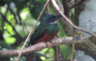 Observadores de pássaros registram quase cem espécies de aves no Parque Estadual Cunhambebe