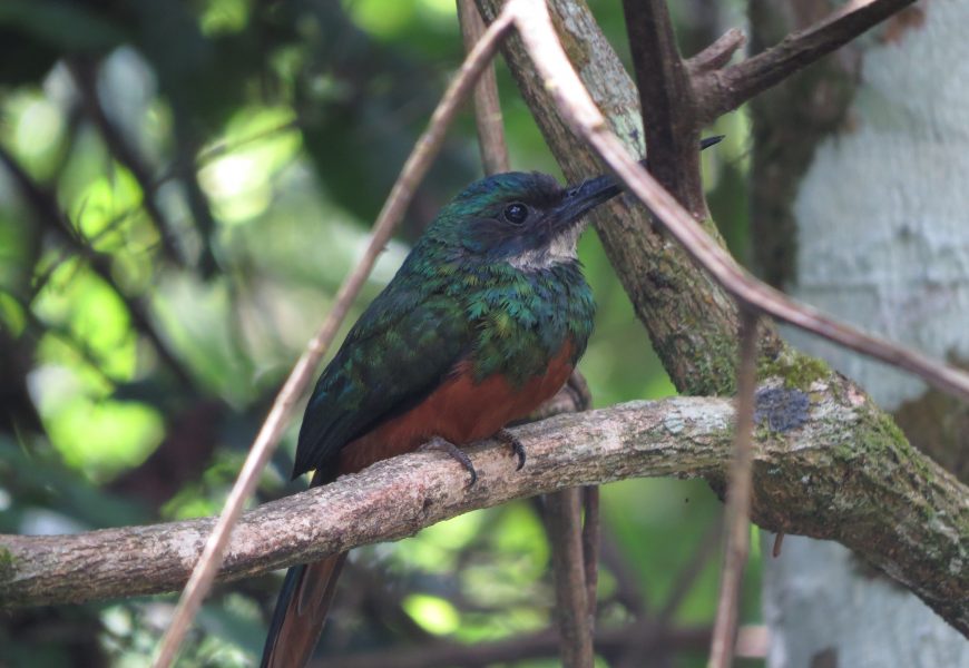 Observadores de pássaros registram quase cem espécies de aves no Parque Estadual Cunhambebe