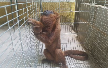 Macaco da espécie Bugio que feriu moradores de Cordeiro é devolvido à natureza no entorno do Parque Estadual do Desengano 