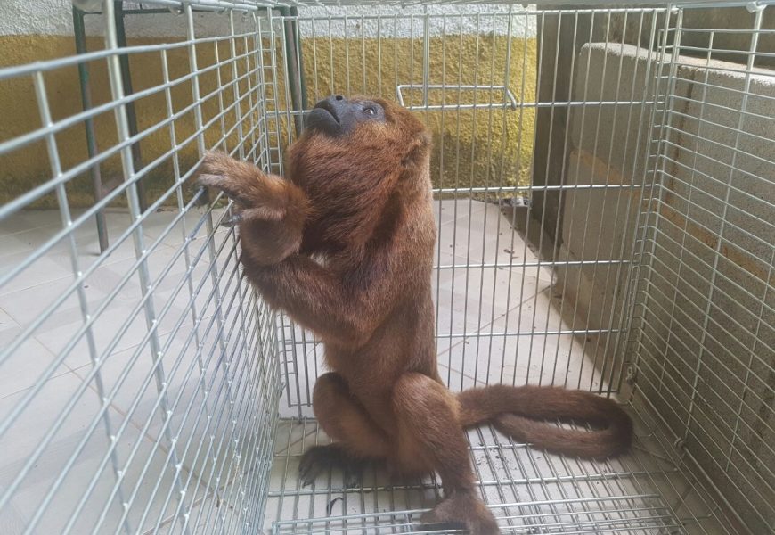 Macaco da espécie Bugio que feriu moradores de Cordeiro é devolvido à natureza no entorno do Parque Estadual do Desengano 