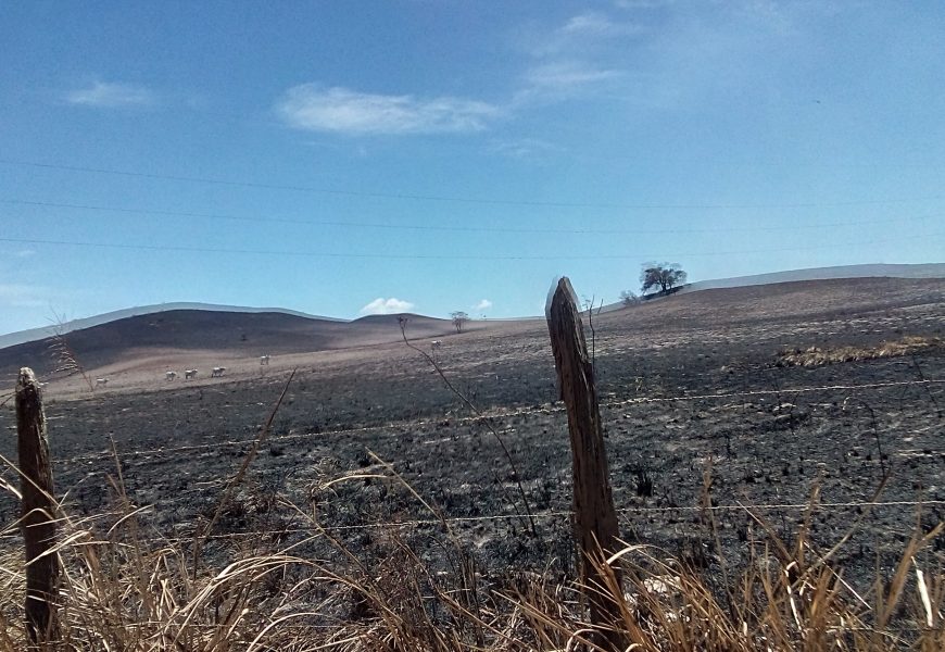 CRIME AMBIENTAL