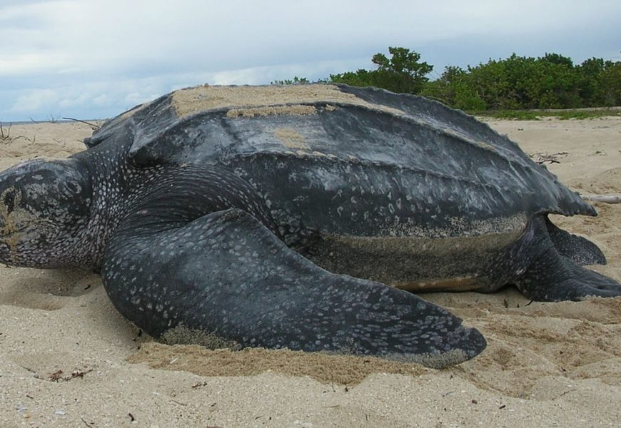 Ação rápida da Prefeitura de Cabo Frio salva filhotes de tartaruga de couro