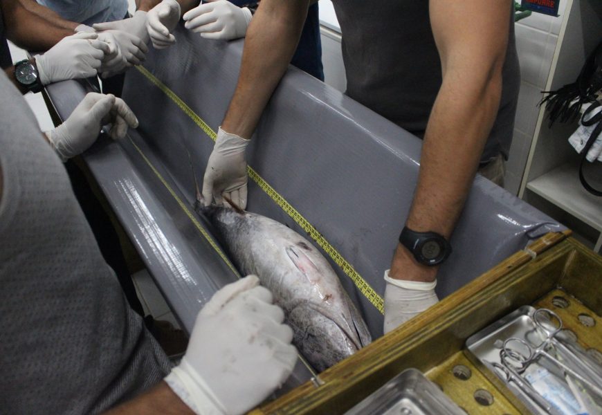 Cabo Frio sedia pesquisa internacional sobre atuns