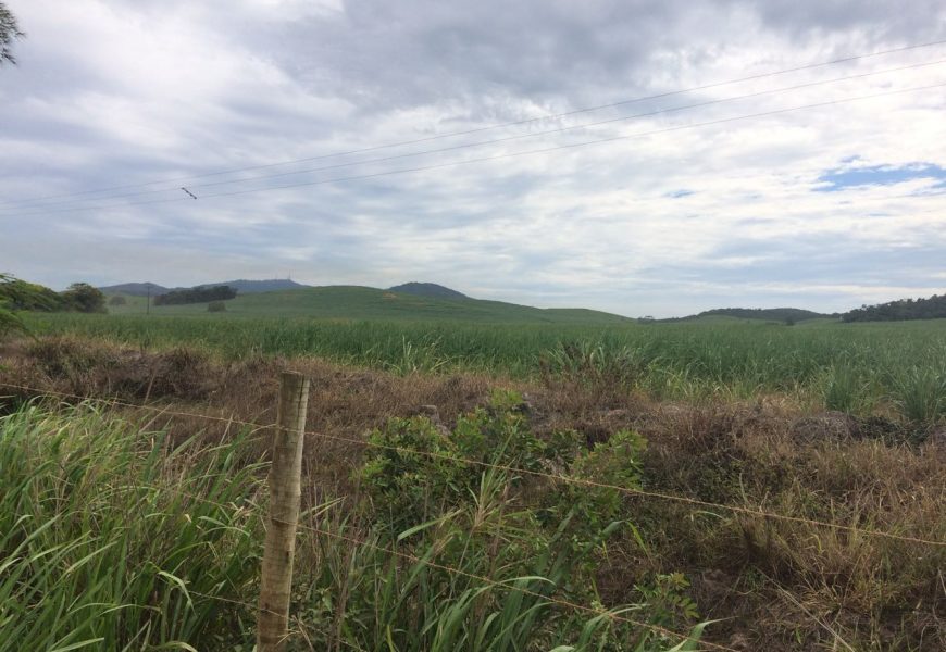 Cultura Predatória da Cana-de-açúcar – Será que vamos acabar com nossa agricultura tradicional????? Cultura Predatória da Cana-de-açúcar – Será que vamos acabar com nossa agricultura tradicional?????